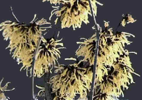 Hamamelis Arnold Promise