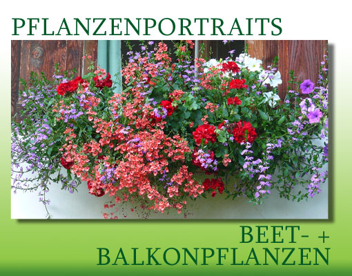 kuebelpflanzen