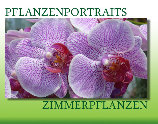 kuebelpflanzen